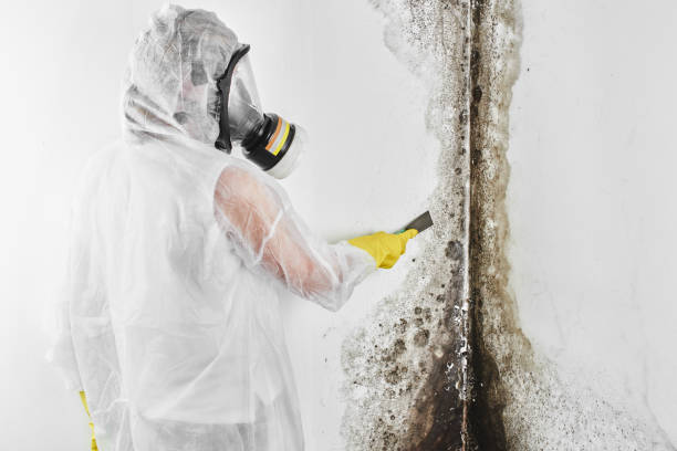 Best Certified Mold Removal  in Parker, SC