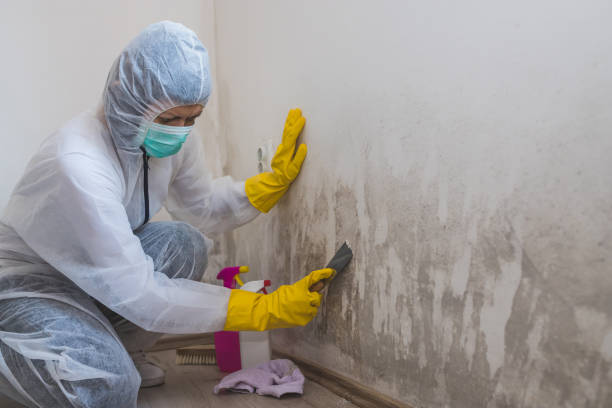 Best Mold Remediation Experts  in Parker, SC