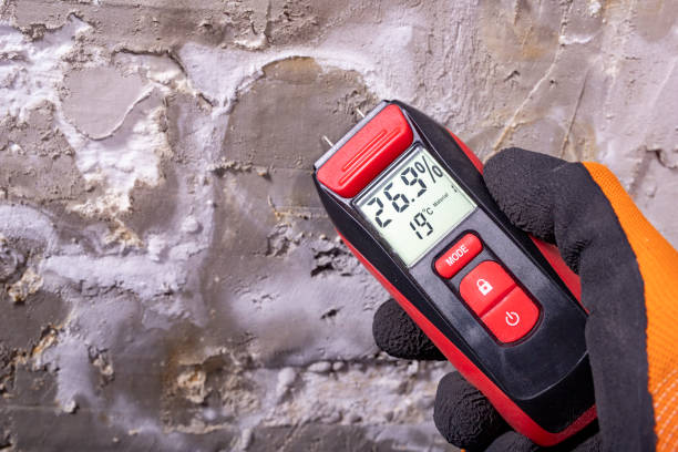Best Black Mold Removal  in Parker, SC
