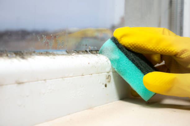 Best Mold Removal Process  in Parker, SC