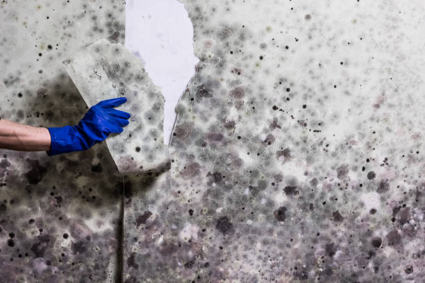 Reliable Parker, SC Mold Removal Solutions
