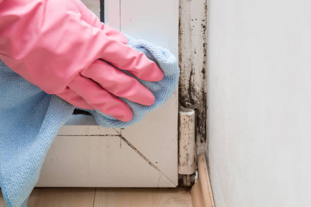 Best Mold Damage Repair  in Parker, SC