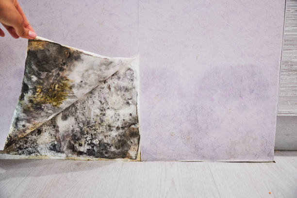Best Affordable Mold Removal  in Parker, SC